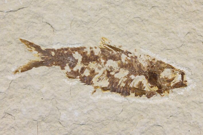 Bargain Fossil Fish (Knightia) - Wyoming #150598